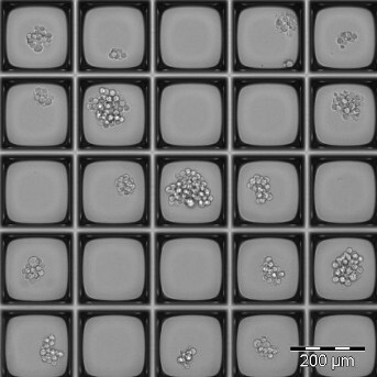 2020 - Nanowells single cell cloning