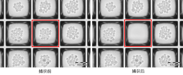 Before and after cell recovery from nanowell plate
