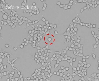 Picking of single cells: image before picking