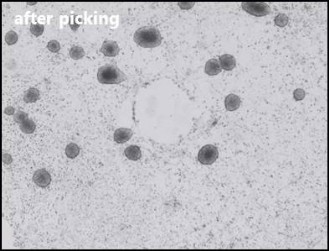 Isolation of adherent colonies: image after picking