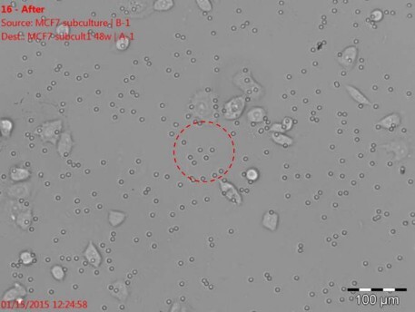 Isolation of individual cells with the ALS CellCelector: image after picking