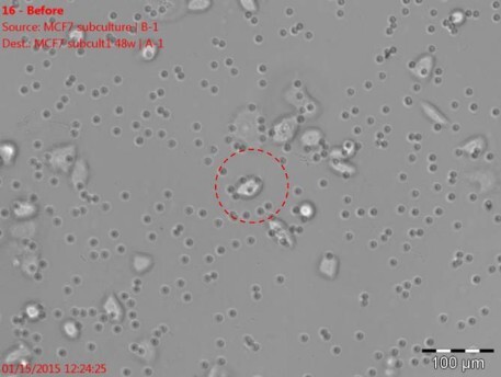 Isolation of individual cells with the ALS CellCelector: image before picking