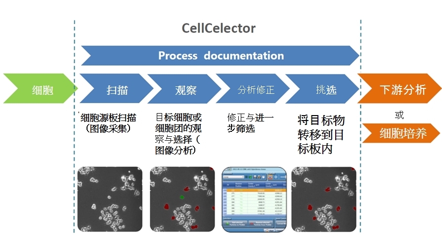 General CellCelector workflow