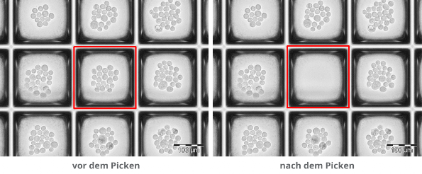 Bilder vor und nach der Zellentnahme aus einem Nanowell Bilder vor und nach der Zellentnahme aus einem Nanowell