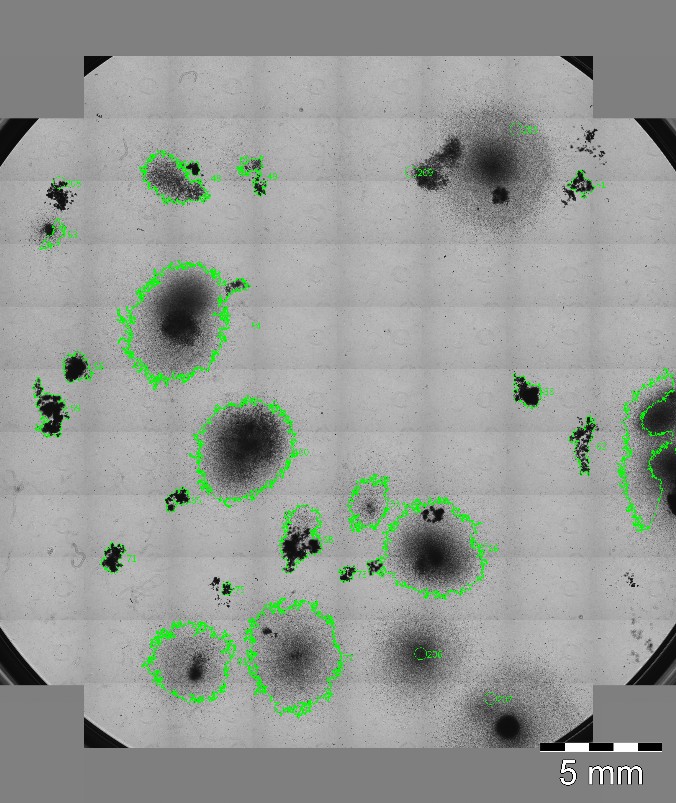 Übersichtsscan CFC Assay