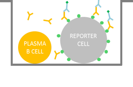 Antigen-expressing reporter cell assay