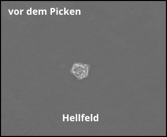 Antikörperproduzierende CHO Kolonie: Hellfeld vor dem Picken