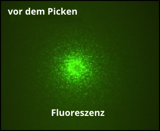 Antikörperproduzierende CHO Kolonie; Fluoreszenzbild