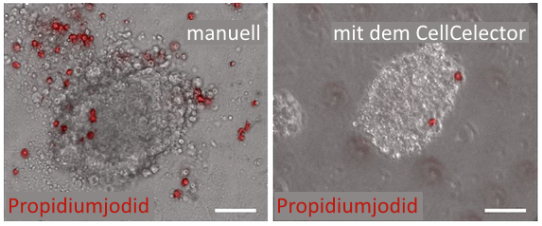 Vergleich der Überlebensrate manuell bzw. mit dem CellCelector gepickter Zellen Vergleich der Überlebensrate manuell bzw. mit dem CellCelector gepickter Zellen