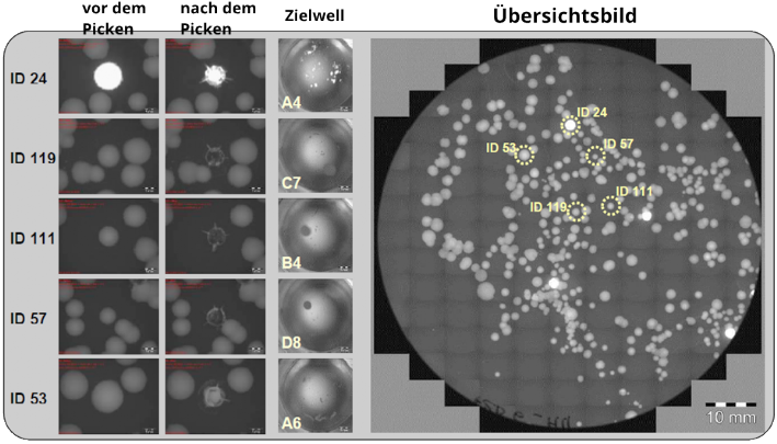 Zusammenfassung eines Pickexperimentes von Deinococcus-Kolonien von einer Agarplatte