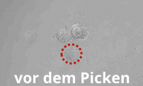 embryoid bodies vor dem Picken