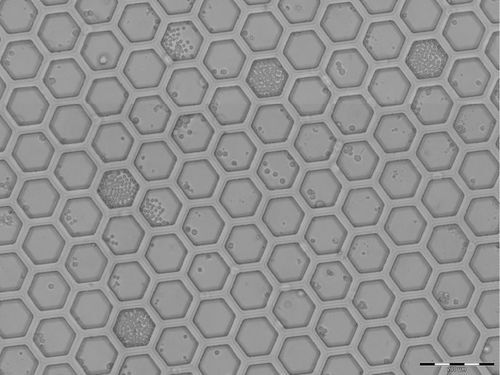 H100 hexagonales Nanowell Array H100 hexagonales Nanowell Array
