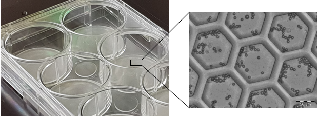 Nanowellarray with seeded cells and beads