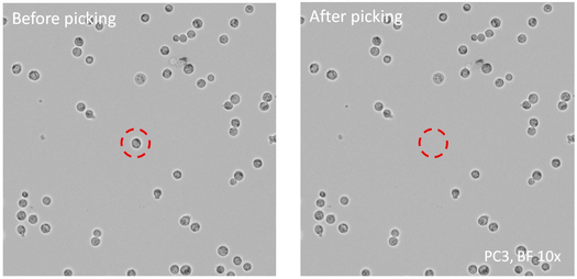 CellCelector single cell and colony picker: Before and after picking image documentation