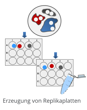 Erzeugung von Replikaplatten aus einer Kolonie
