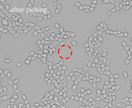 Picken von Einzelzellen: Bild nach dem Picken Picken von Einzelzellen: Bild nach dem Picken