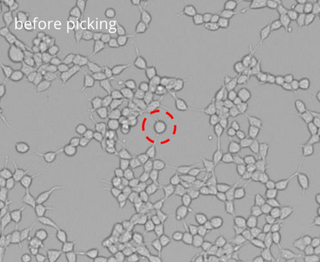 Picken von Einzelzellen: Bild vor dem Picken Picken von Einzelzellen: Bild vor dem Picken