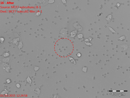 Isolierung einzelner Zellen mit dem ALS CellCelector: Bild nach dem Picken