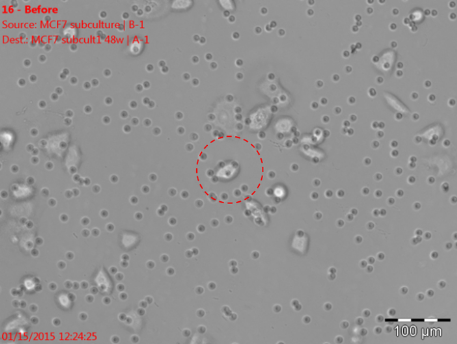 Isolierung einzelner Zellen mit dem ALS CellCelector: Bild vor dem Picken