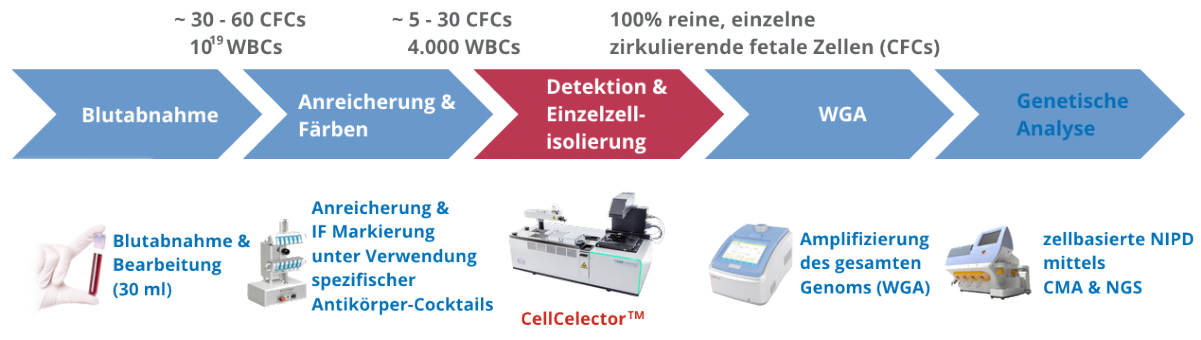 Arbeitsablauf zur Isolierung einzelner fötaler Zellen aus mütterlichem Blut mit<br /><br /> demALS CellCelector