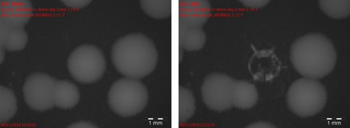 Documentation der Isolierung einer Deinococcus-Kolonie