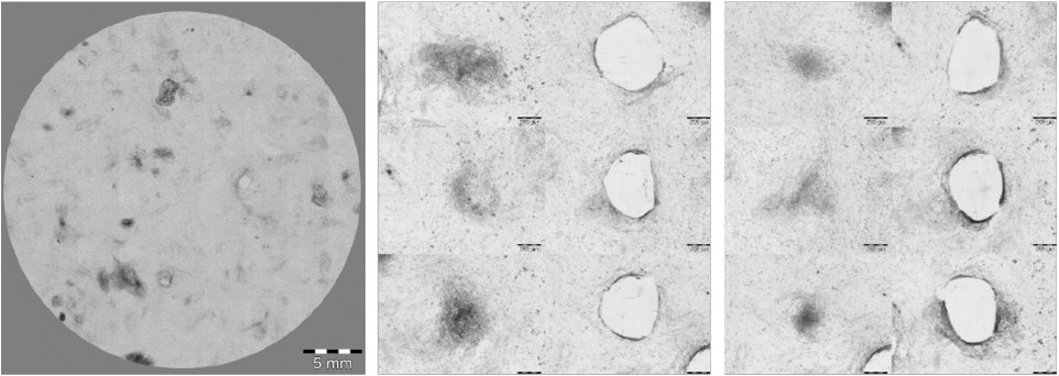 Isolierung von iPS Kolonien mit dem CellCelector Isolierung von iPS Kolonien mit dem CellCelector