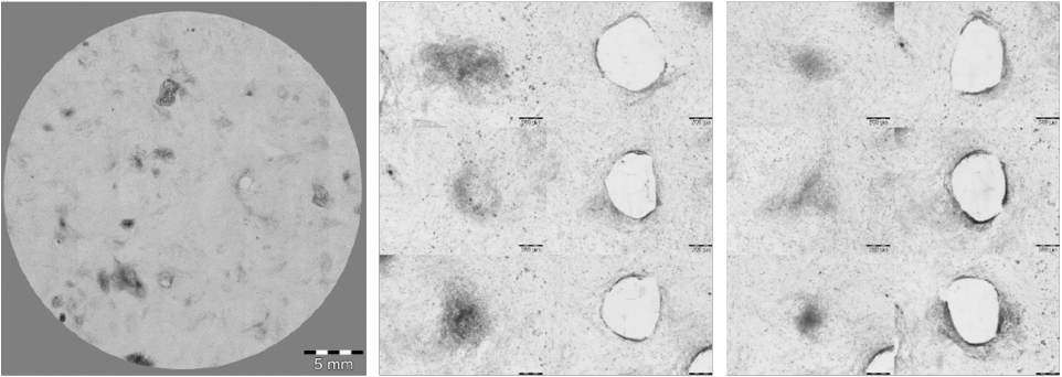 Isolierung von iPS Kolonien mit dem CellCelector