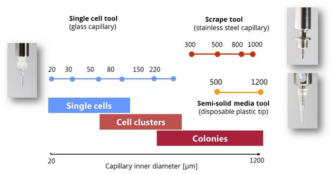 Übersicht über die angebotenen Kapillaren und Spitzen für die Zellisolierung