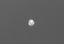 Picken von Protoplasten mit dem ALS CellCelector (Bild vor dem Picken) Picken von Protoplasten mit dem ALS CellCelector (Bild vor dem Picken