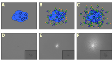 Schematische Darstellung von Hybridoma-Klonen und der Nachweis von sekretierten Antikörpern