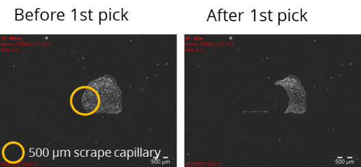 generation of replica plates: first pick generation of replica plates: first pick