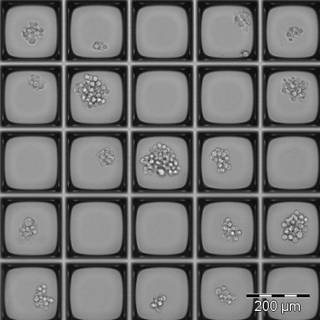 2020 - Nanowell single cell cloning