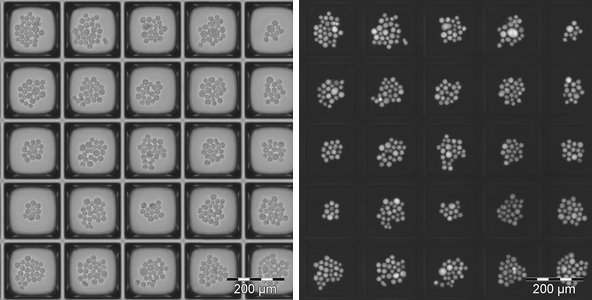 Isolation of fixed numbers of cells - Cell distribution example