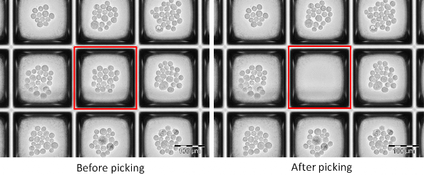 Before and after cell recovery from nanowell plate Before and after cell recovery from nanowell plate
