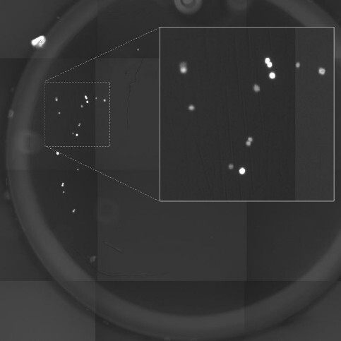CellCelector - Imaging deposited cells in the destination well CellCelector - Imaging deposited cells in the destination well