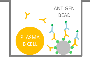 Antigen specific bead assay