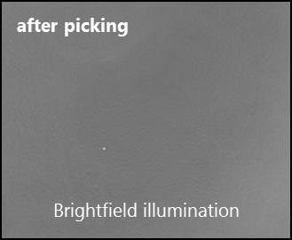 Antibody producing CHO cell colony: brightfield image after pciking