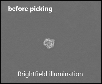 Antibody producing CHO cell colony: brightfield image