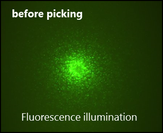 Antibody producing CHO cell colony: fluorescent image
