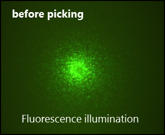 Antibody producing CHO cell colony: fluorescent image Antibody producing CHO cell colony: fluorescent image