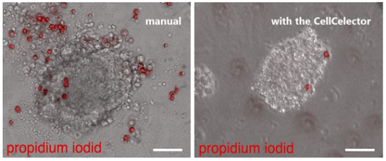 PI staining of dead cells