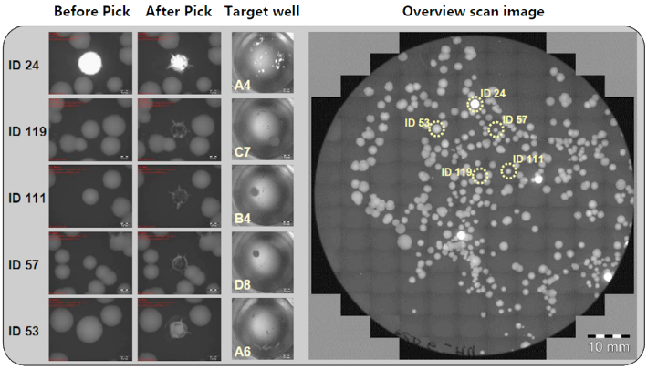 Summary of a picking experiment of Deinococcus colonies from agar plates