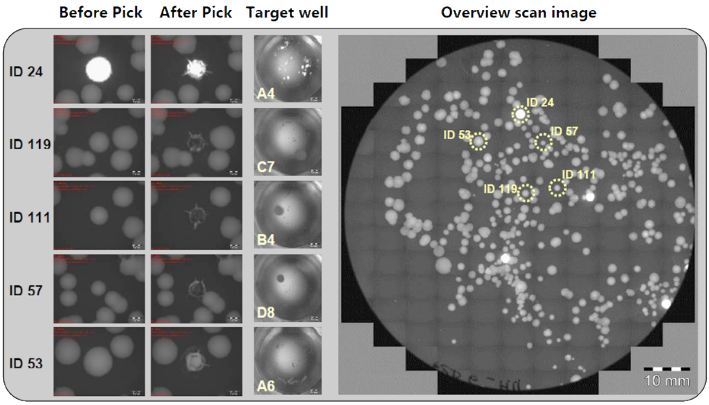Summary of a picking experiment of Deinococcus colonies from agar plates Summary of a picking experiment of Deinococcus colonies from agar plates