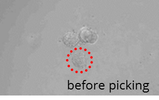 Isolation of embryoid bodies: before picking