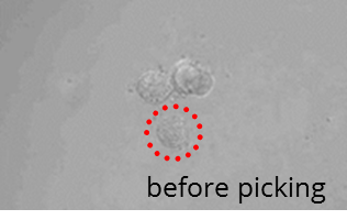 Isolation of embryoid bodies: before picking Isolation of embryoid bodies: before picking