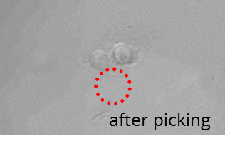 Isolation of embryoid bodies: after picking