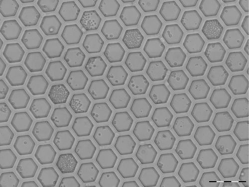 H100 hexagonal nanowell array