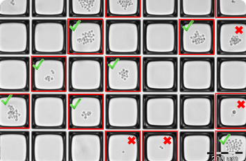 Monoclonality and viability check for cell line development on CellCelector