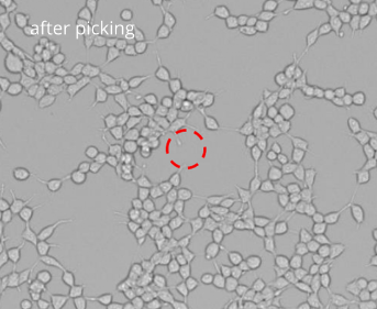 Picking of single cells: image after picking