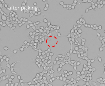Picking of single cells: image after picking Picking of single cells: image after picking